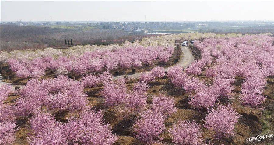 樱花校园mod版苹果:江苏24小时·滚动推送|全省各地春花烂漫 又到最佳赏花时-第24张图片-太平洋在线下载