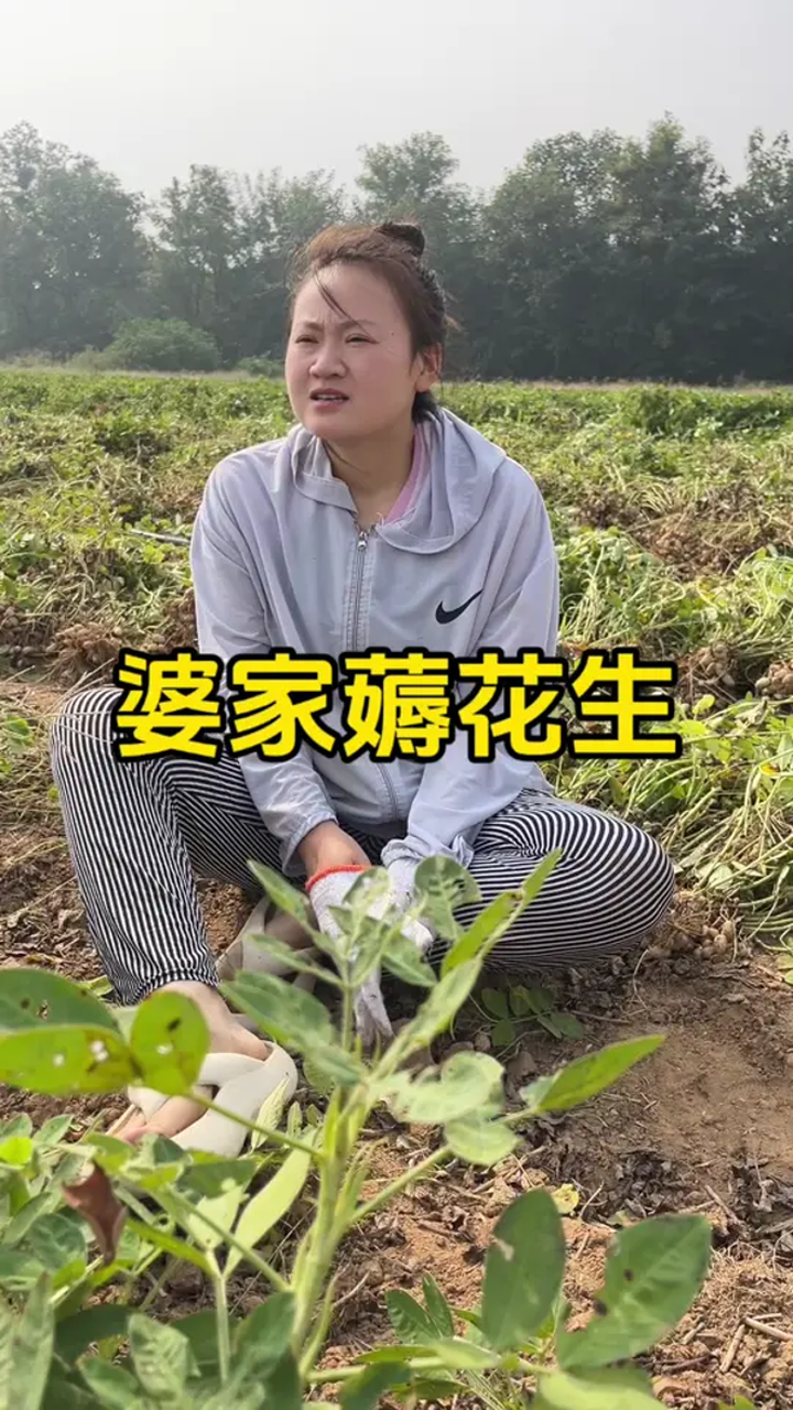 下载花生种植网手机版2024年花生收购价格表-第1张图片-太平洋在线下载