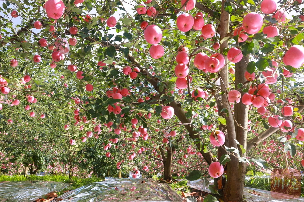 乡村在线苹果版乡村在线管理平台