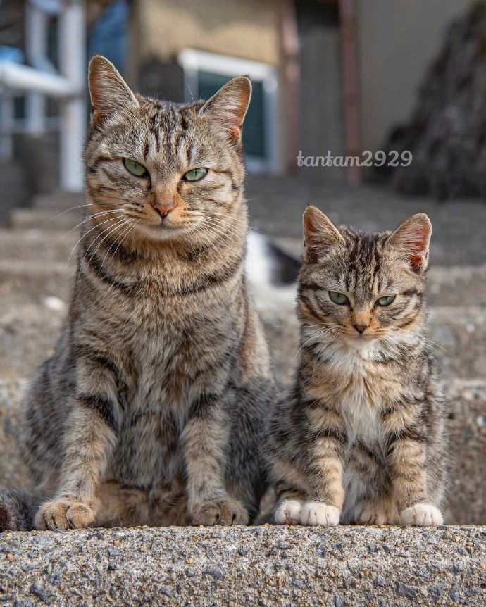 酷猫苹果手机版酷猫tv电视版apk破解