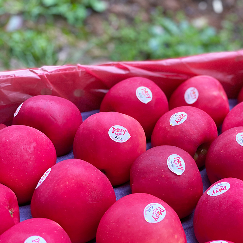 安泰版小苹果(tara小苹果)-第4张图片-QuickQ官网 安泰版小苹果(tara小苹果)-第4张图片-QuickQ官网