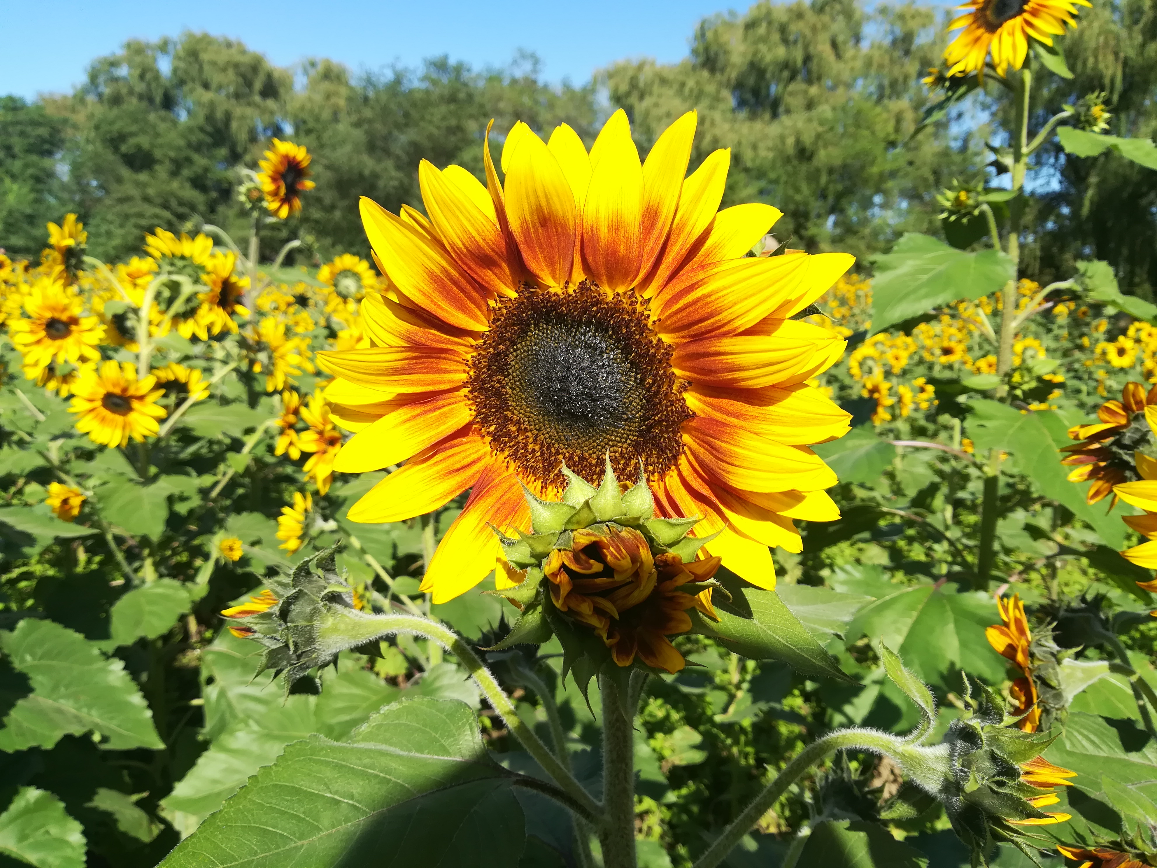 向日葵安卓版免费下载卐(向日葵手机安卓app破解版)-第3张图片-QuickQ官网 向日葵安卓版免费下载卐(向日葵手机安卓app破解版)-第3张图片-QuickQ官网