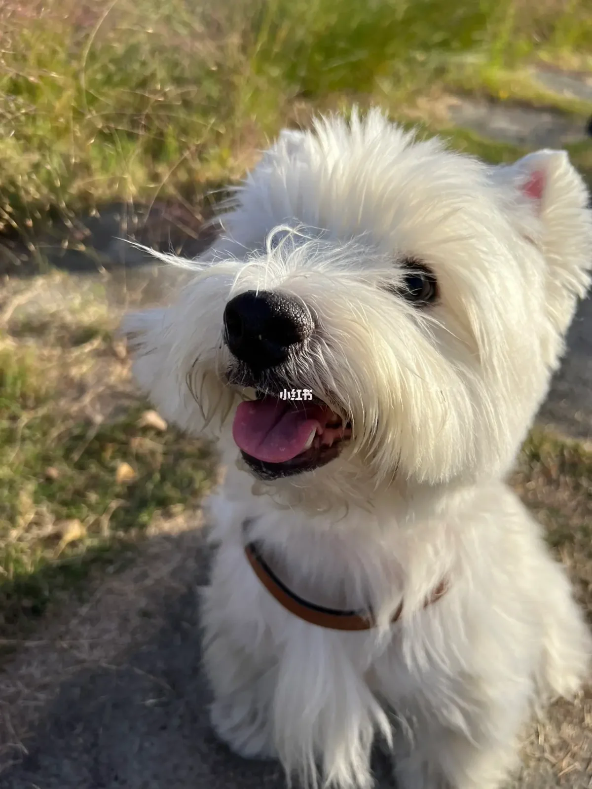 同花顺手机版动物(同花顺dynainfo大全)-第3张图片-QuickQ官网